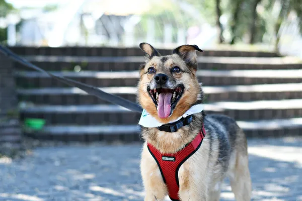 Pies do adopcji, Włocławek, 27 stycznia 2022 (1/5)