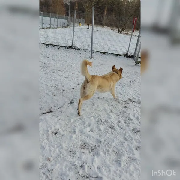 Pies do adopcji, Włocławek, 11 grudnia 2024 (2/5)