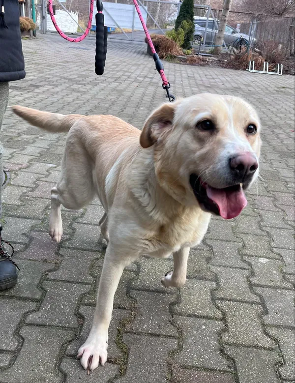 Pies do adopcji, Włocławek, 11 grudnia 2024 (4/5)