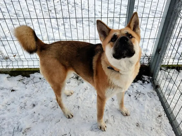 Pies do adopcji, Włocławek, 9 grudnia 2024 (5/5)