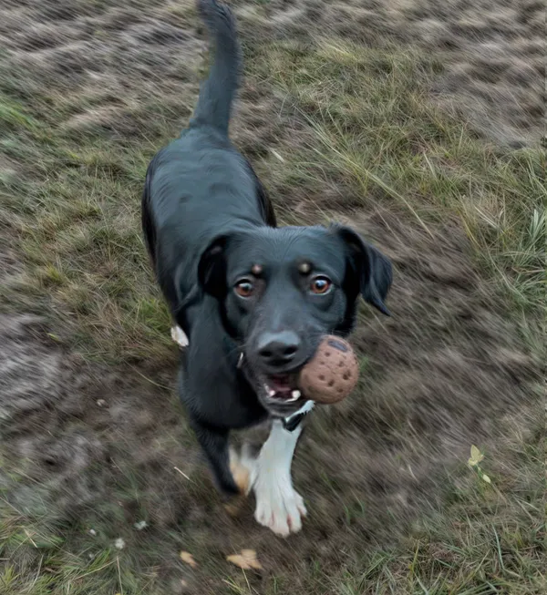 Pies do adopcji, Włocławek, 7 grudnia 2024 (3/4)