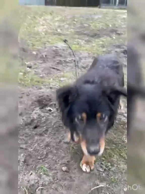 Pies do adopcji, Włocławek, 4 grudnia 2024 (2/4)