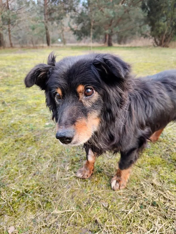 Pies do adopcji, Włocławek, 4 grudnia 2024 (4/4)