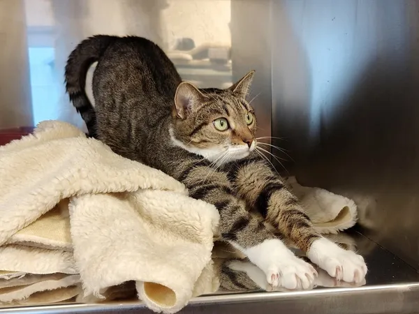 Kot do adopcji, Włocławek, 1 grudnia 2024 (1/5)