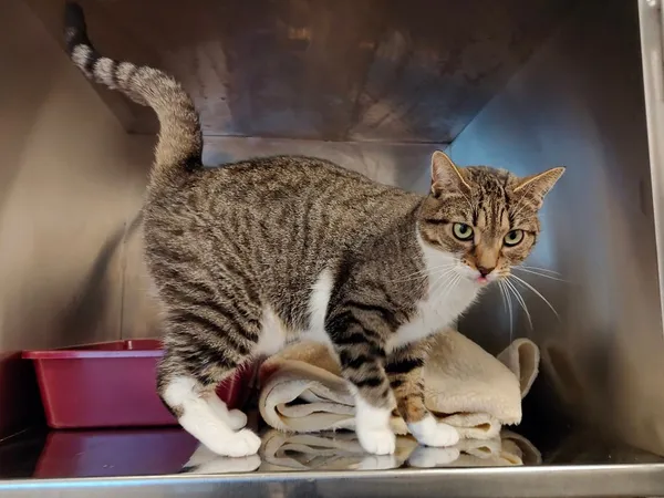 Kot do adopcji, Włocławek, 1 grudnia 2024 (4/5)