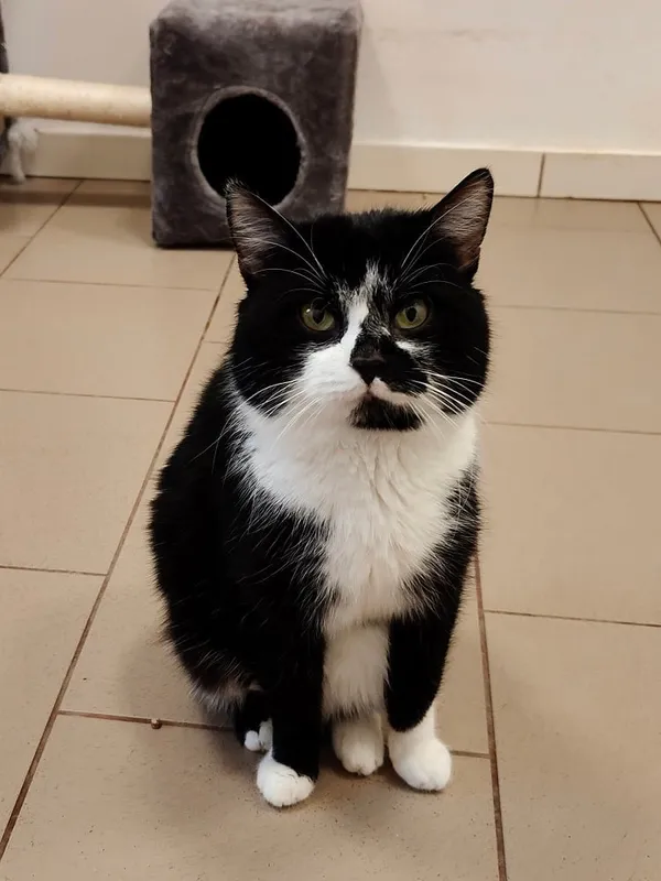 Kot do adopcji, Włocławek, 30 listopada 2024 (1/5)