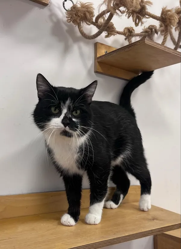 Kot do adopcji, Włocławek, 30 listopada 2024 (5/5)