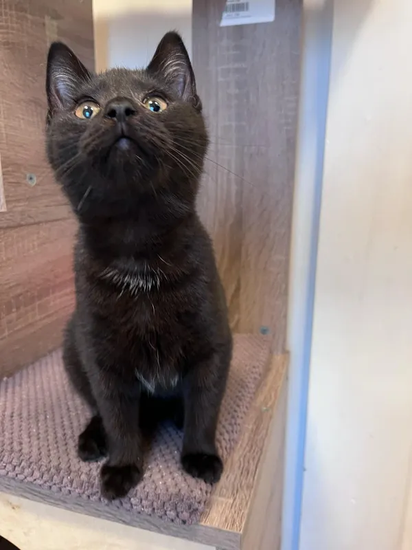 Kot do adopcji, Włocławek, 29 listopada 2024 (1/5)