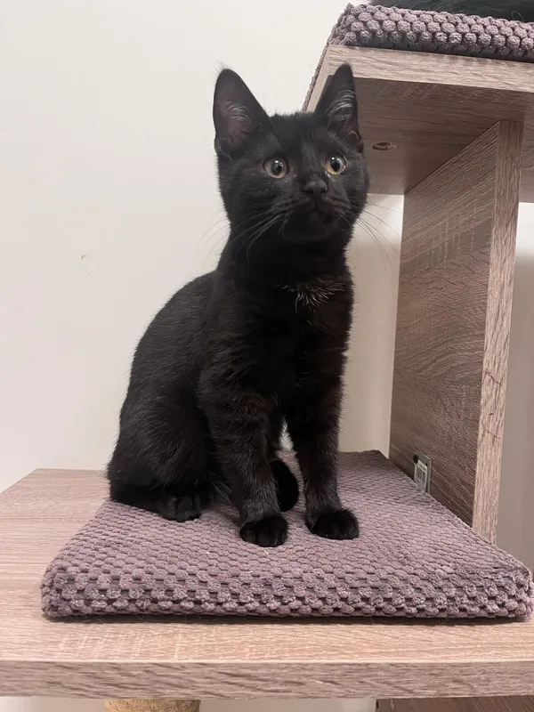 Kot do adopcji, Włocławek, 29 listopada 2024 (2/5)