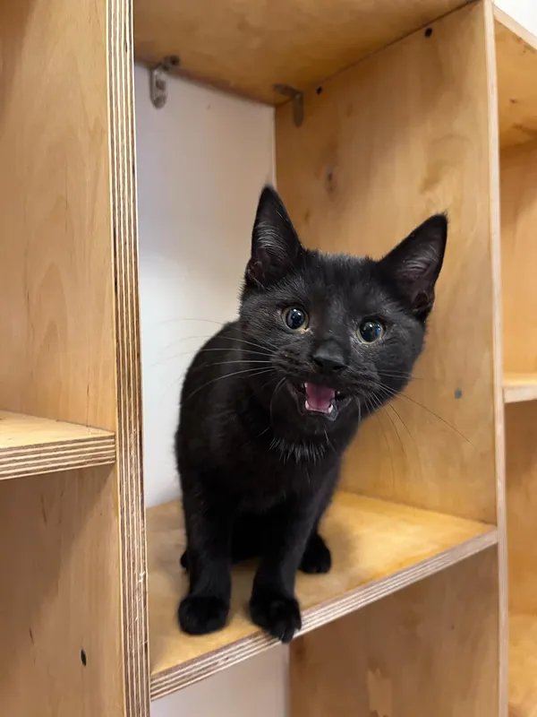 Kot do adopcji, Włocławek, 29 listopada 2024 (4/5)