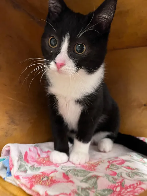 Kot do adopcji, Włocławek, 29 listopada 2024 (1/5)