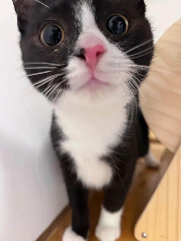 Kot do adopcji, Włocławek, 29 listopada 2024 (4/5)