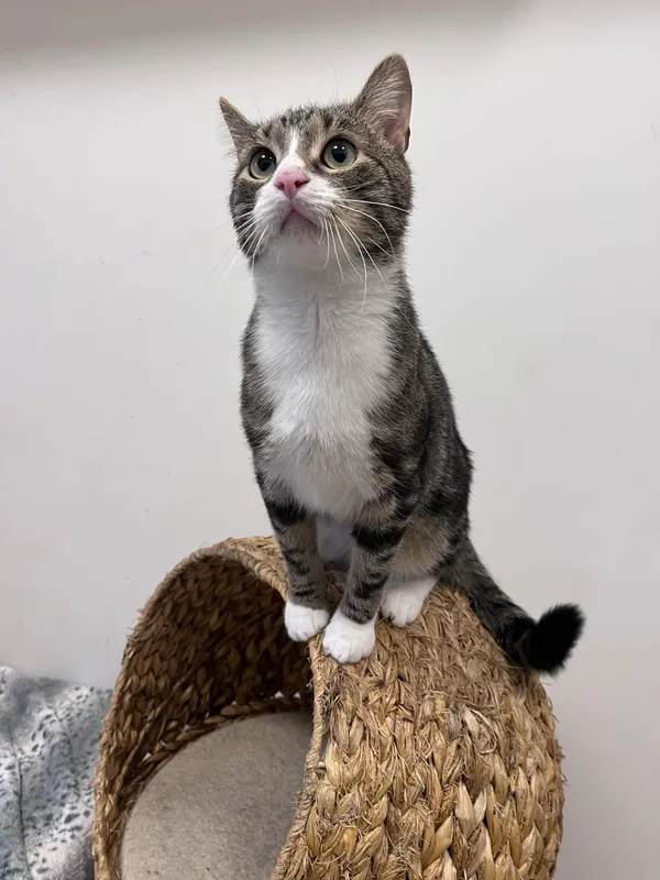 Kot do adopcji, Włocławek, 22 października 2024 (1/5)