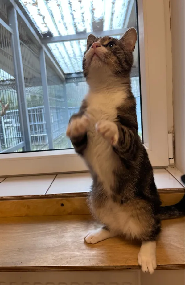 Kot do adopcji, Włocławek, 22 października 2024 (2/5)