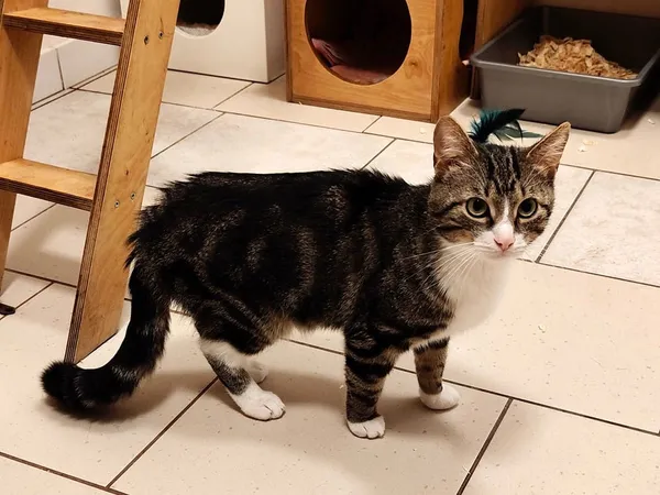 Kot do adopcji, Włocławek, 22 października 2024 (3/5)