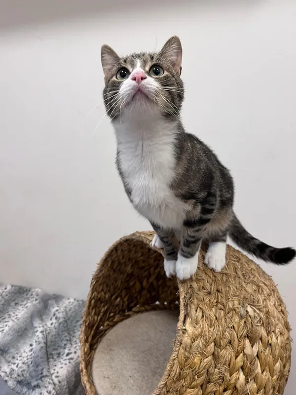 Kot do adopcji, Włocławek, 22 października 2024 (4/5)