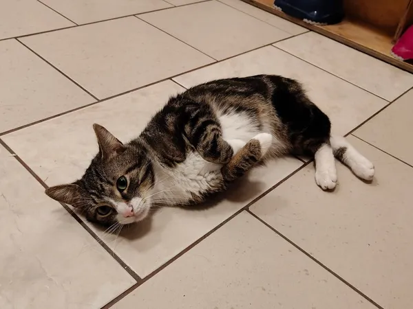 Kot do adopcji, Włocławek, 22 października 2024 (5/5)