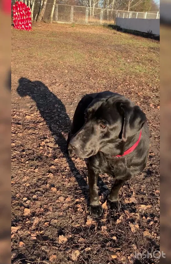 Pies do adopcji, Włocławek, 19 października 2024 (2/5)