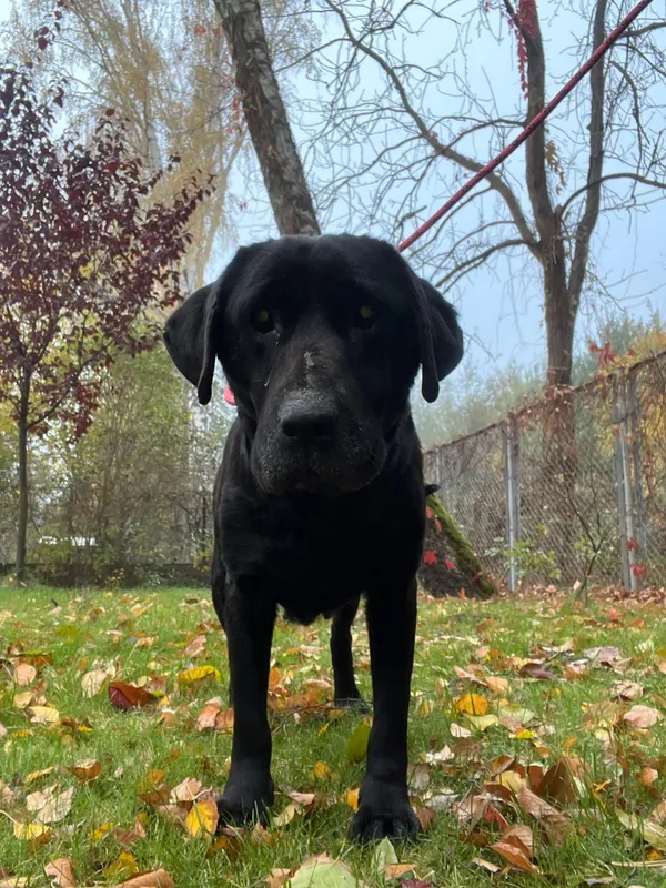 Pies do adopcji, Włocławek, 19 października 2024 (3/5)