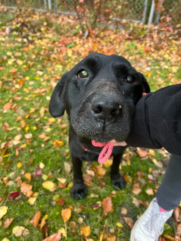 Pies do adopcji, Włocławek, 19 października 2024 (4/5)