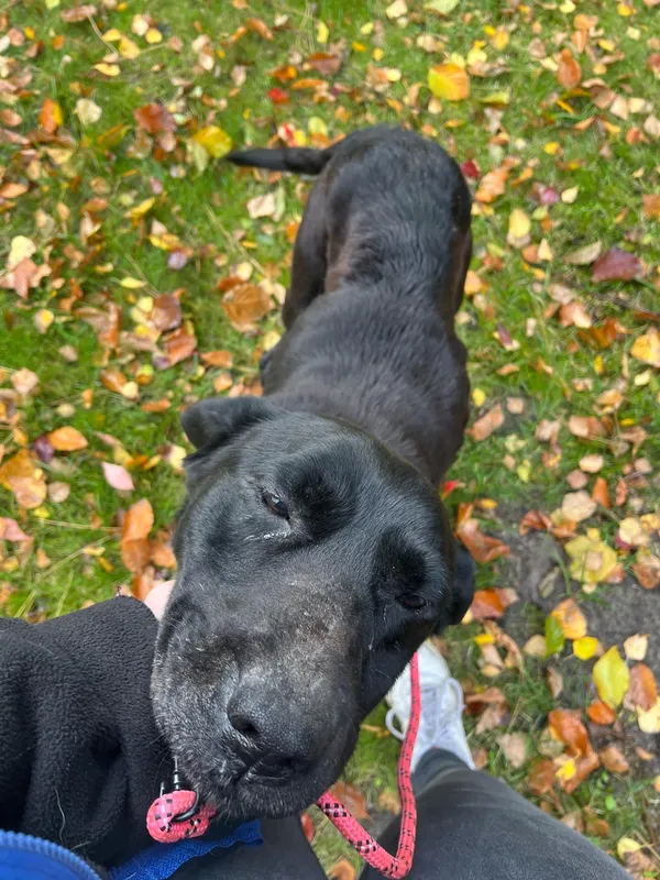 Pies do adopcji, Włocławek, 19 października 2024 (5/5)