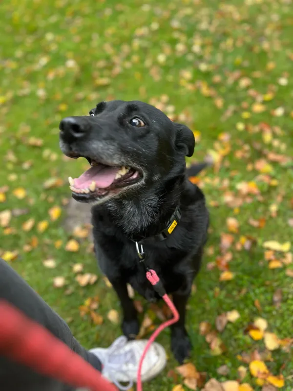 Pies do adopcji, Włocławek, 8 października 2024 (3/5)