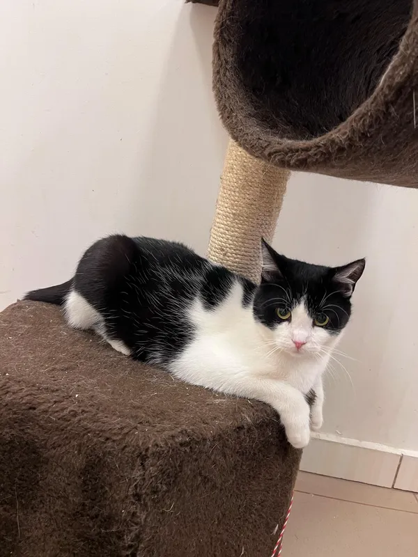 Kot do adopcji, Włocławek, 27 września 2024 (5/5)