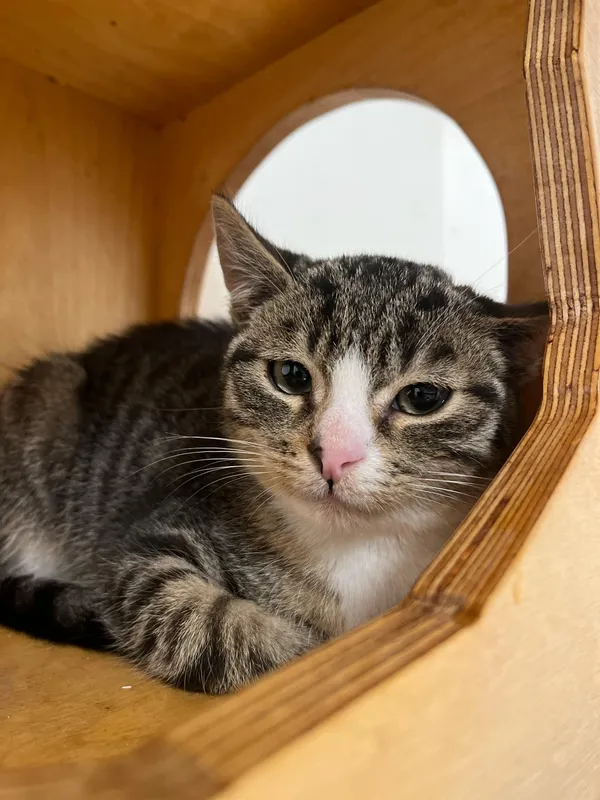 Kot do adopcji, Włocławek, 19 września 2024 (3/5)