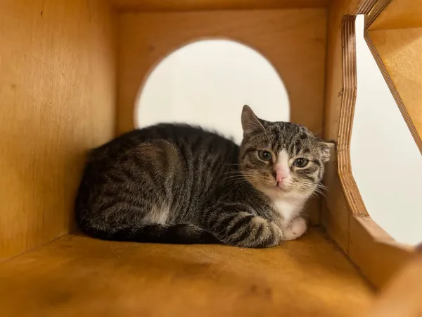 Kot do adopcji, Włocławek, 19 września 2024 (4/5)