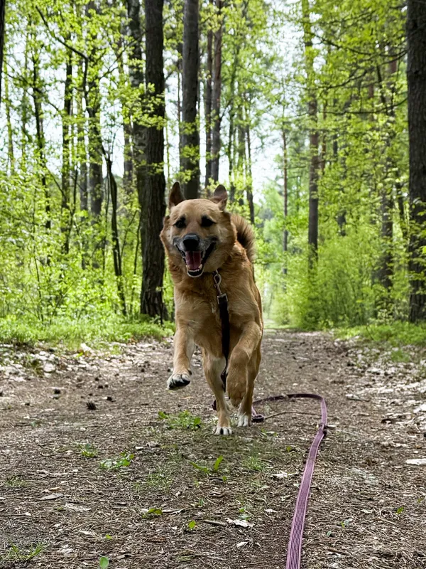 Pies do adopcji, Włocławek, 25 czerwca 2023 (3/5)