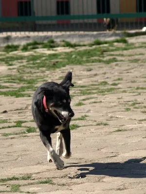 Pies do adopcji, Pabianice, 4 czerwca 2024 (2/5)