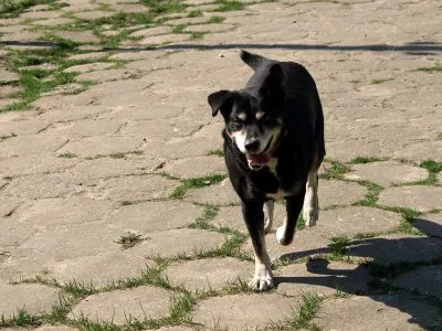 Pies do adopcji, Pabianice, 4 czerwca 2024 (3/5)