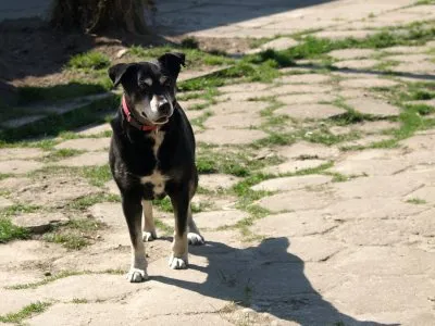 Pies do adopcji, Pabianice, 4 czerwca 2024 (4/5)