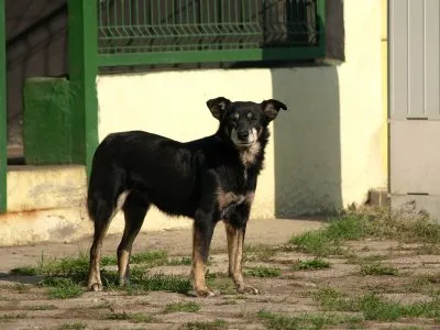 Pies do adopcji, Pabianice, 28 stycznia 2024 (2/5)