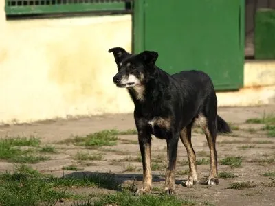 Pies do adopcji, Pabianice, 28 stycznia 2024 (3/5)