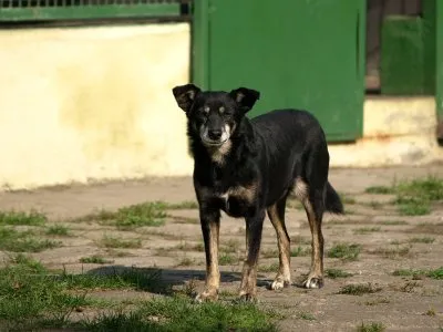 Pies do adopcji, Pabianice, 28 stycznia 2024 (4/5)