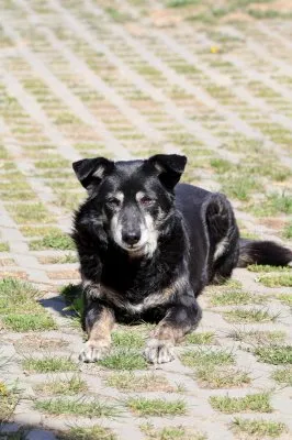 Pies do adopcji, Pabianice, 28 stycznia 2024 (5/5)