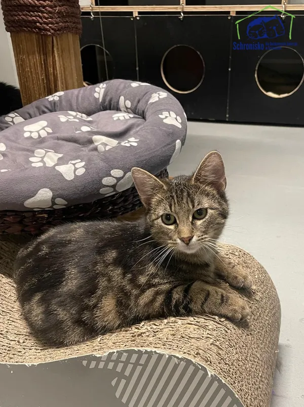 Kot do adopcji, Szczecin, 22 listopada 2024 (1/2)