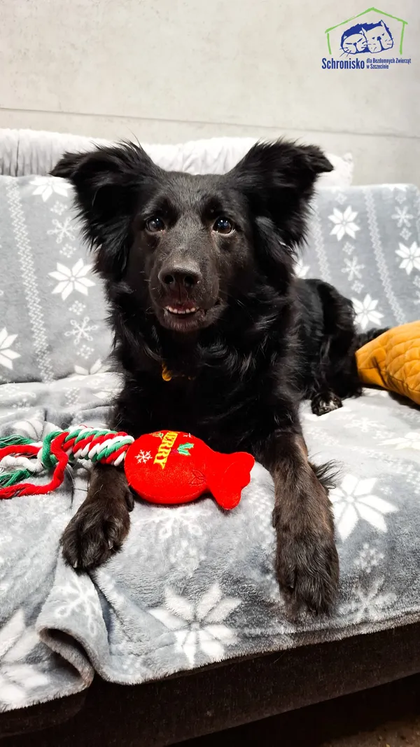 Pies do adopcji, Szczecin, 27 listopada 2024 (3/5)