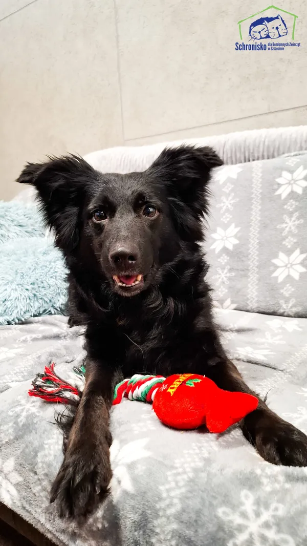 Pies do adopcji, Szczecin, 27 listopada 2024 (4/5)