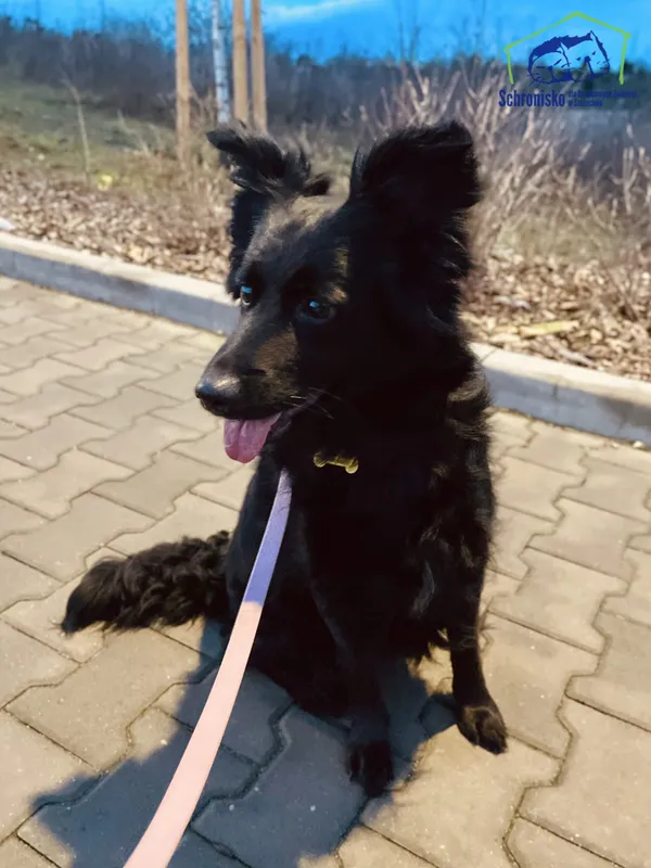 Pies do adopcji, Szczecin, 27 listopada 2024 (5/5)