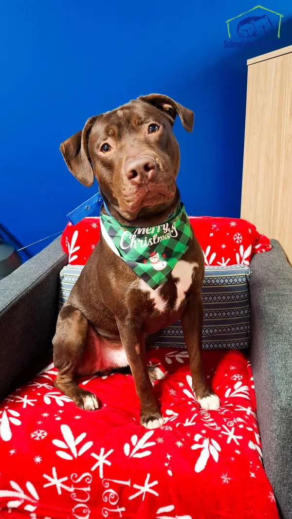 Pies do adopcji, Szczecin, 22 listopada 2024 (1/3)