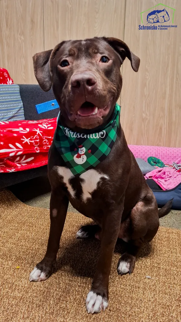 Pies do adopcji, Szczecin, 22 listopada 2024 (2/3)