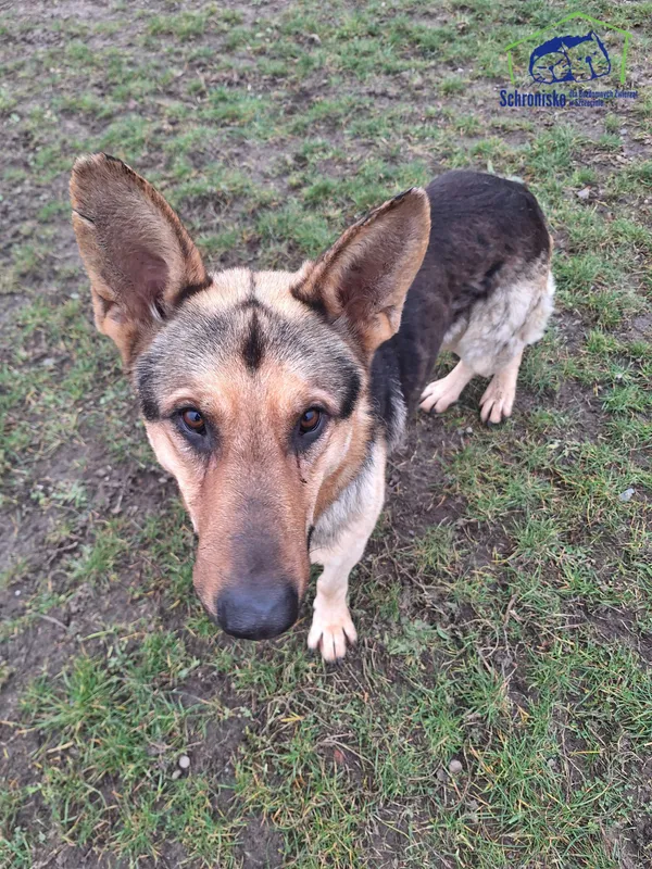 Pies do adopcji, Szczecin, 13 listopada 2024 (2/3)