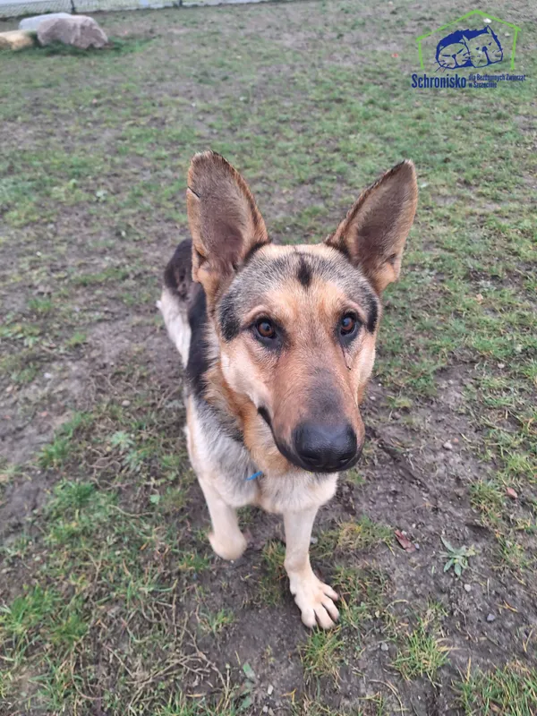 Pies do adopcji, Szczecin, 13 listopada 2024 (3/3)