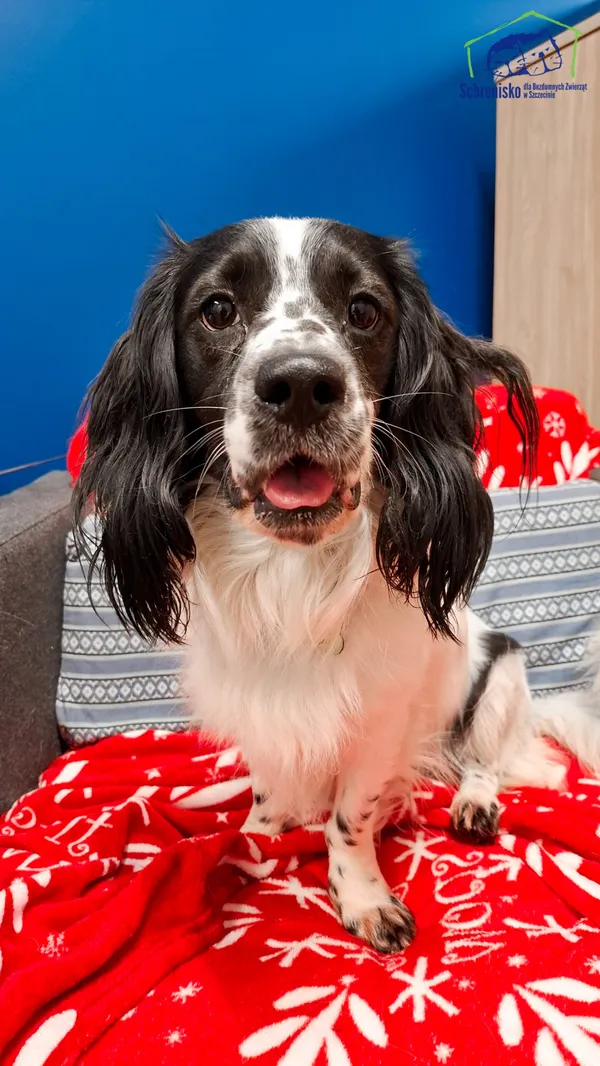 Pies do adopcji, Szczecin, 13 listopada 2024 (1/3)