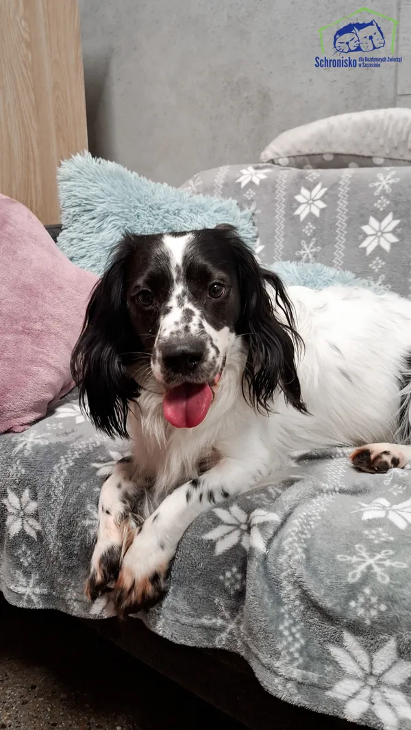 Pies do adopcji, Szczecin, 13 listopada 2024 (2/3)