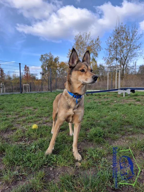 Pies do adopcji, Szczecin, 27 sierpnia 2024 (1/4)