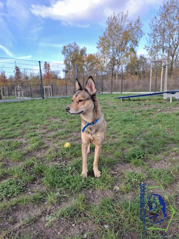 Pies do adopcji, Szczecin, 27 sierpnia 2024 (2/4)