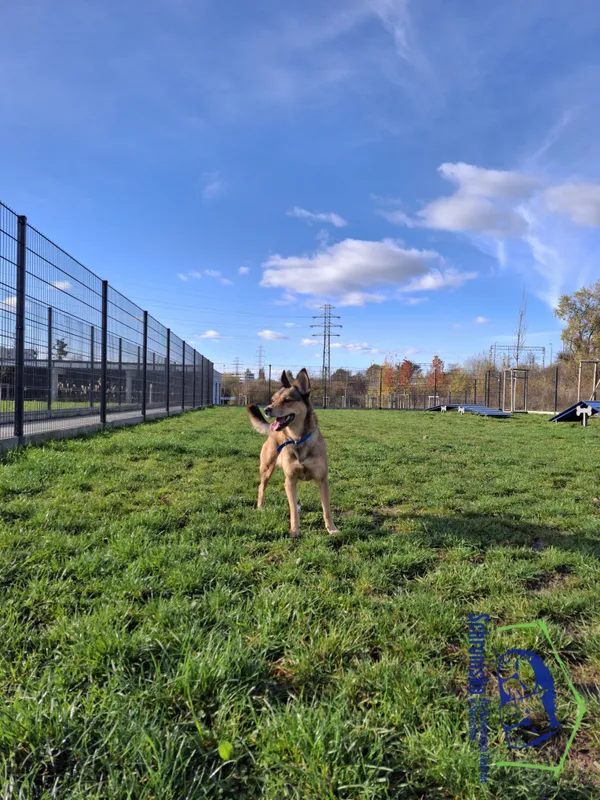 Pies do adopcji, Szczecin, 27 sierpnia 2024 (4/4)